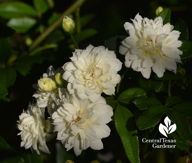 white Lady Banks rose Central Texas Gardener