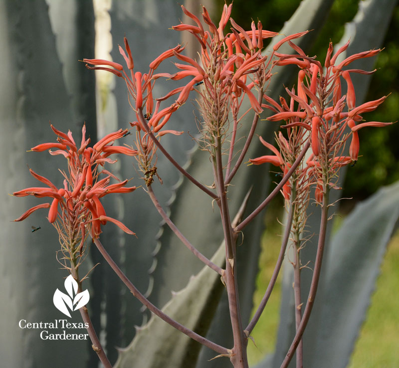 Aloe flowers pollinators Central Texas Gardener