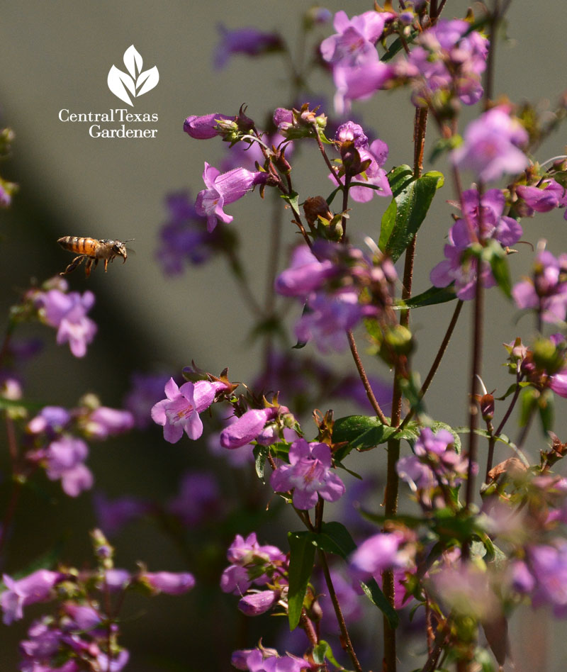 Bee on Brazos or Gulf penstemon Central Texas Gardener