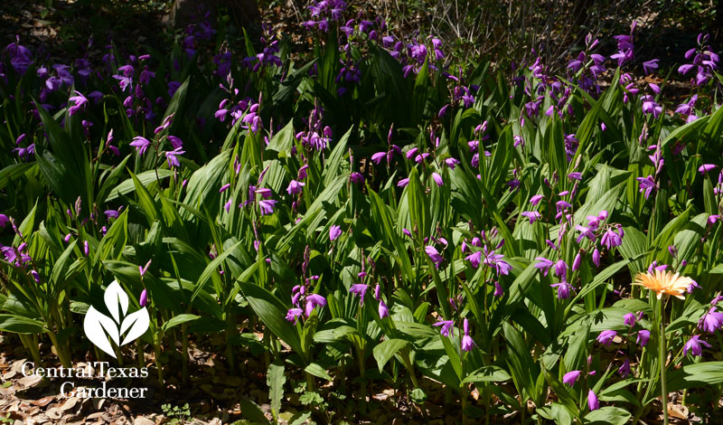 Chinese ground orchids Central Texas Gardener