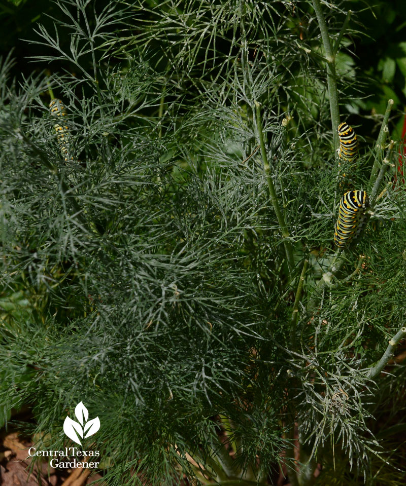 Eastern Black Swallowtail caterpillars on fennel Central Texas Gardener