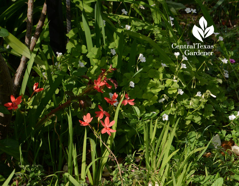 Freesia laxa bulbs and white oxalis Central Texas Gardener