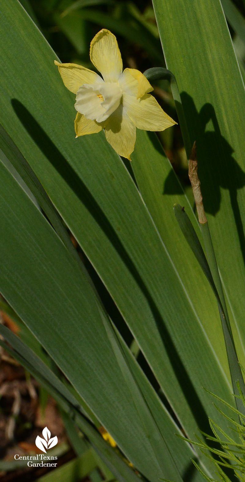 Gladiolus tristus Central Texas Gardener