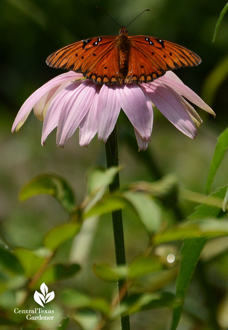 Gulf Fritillary butterfly on native coneflower Central Texas Gardener