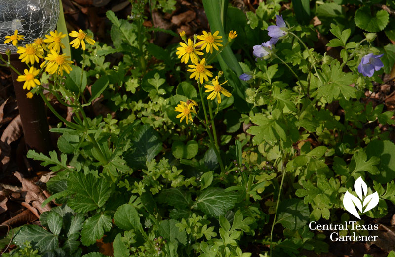 Native golden groundsel and baby blue eyes wildflower Central Texas Gardener
