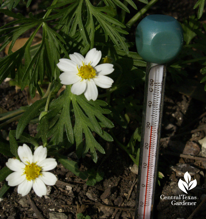 Soil thermometer for accurate planting times Central Texas Gardener