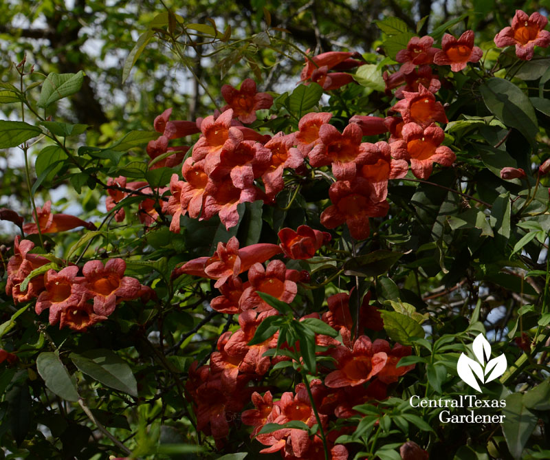 Tangerine Beauty crossvine Central Texas Gardener