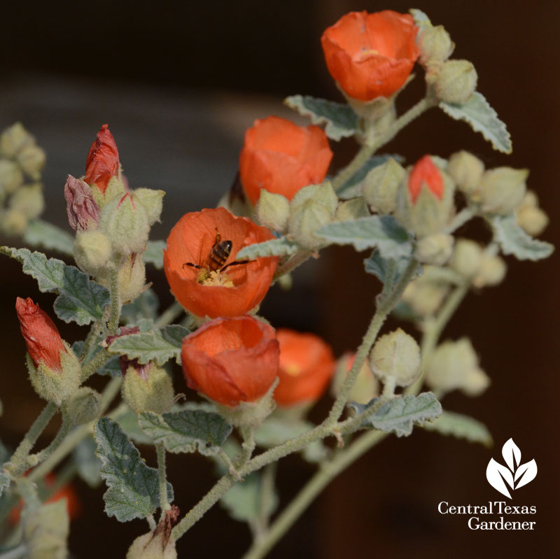 bee in native globe mallow Central Texas Gardener