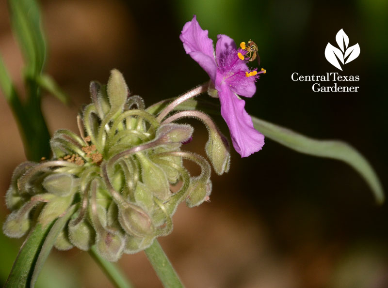 bee on native spiderwort Central Texas Gardener