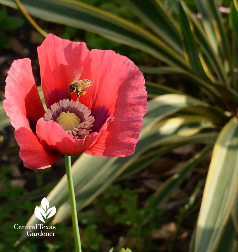 bee on poppy yucca bed Central Texas Gardener