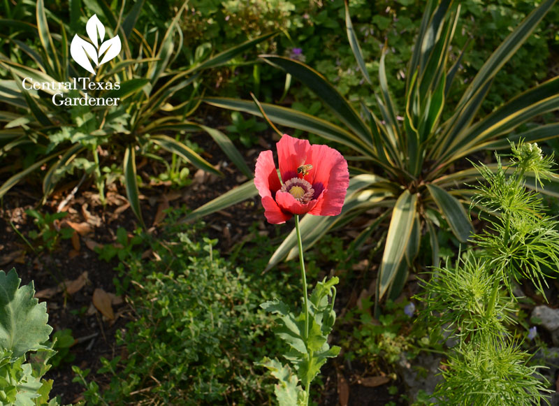 bee poppy Yucca Color Guard Central Texas Gardener