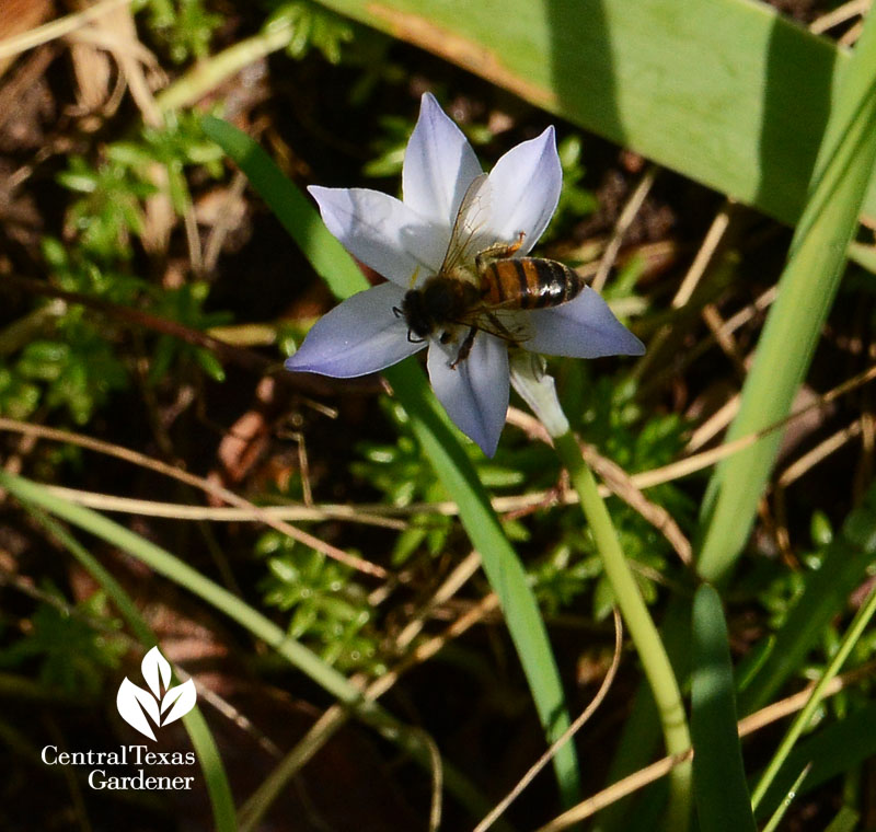 bee spring starflower Central Texas Gardener
