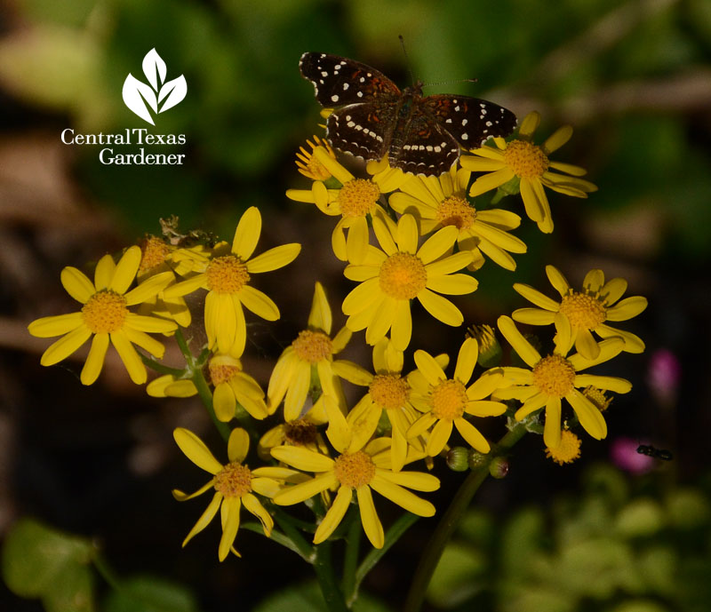 butterfly Texan Crescent on golden groundsel Central Texas Gardener