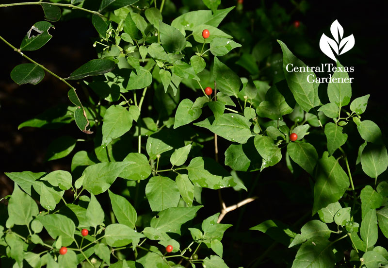 chile pequin Central Texas Gardener