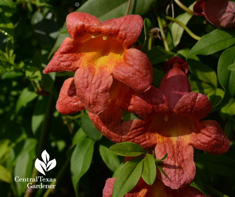 crossvine Central Texas Gardener