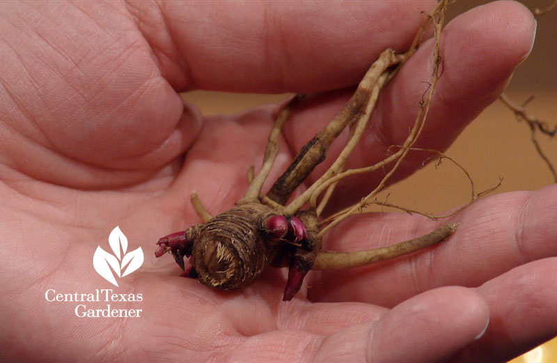 echinacea root boost immune system Central Texas Gardener