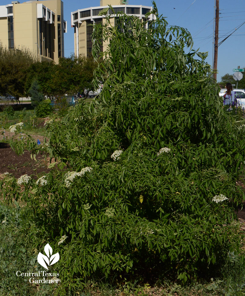 elderberry tree Festival Beach Food Forest Central Texas Gardener