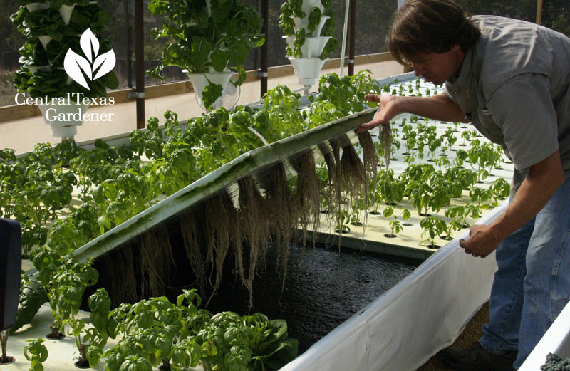 A Taste Of Place: Edible Native Plants | Central Texas ...