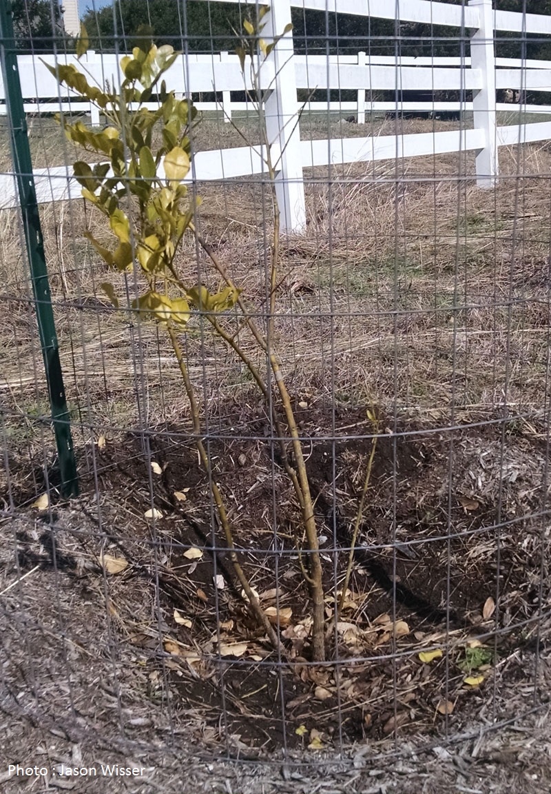 mountain laurel transplant problem Central Texas Gardener
