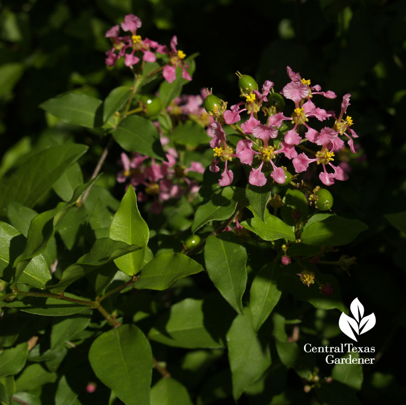 native Barbados cherry flowers Central Texas Gardener