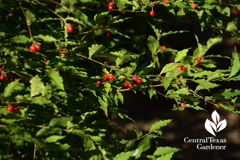 native Barbados cherry fruits Central Texas Gardener