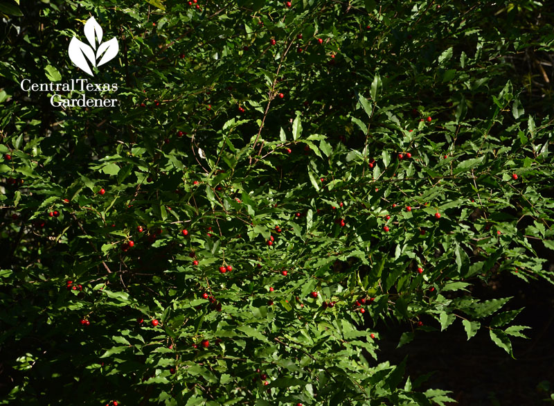 native Barbados cherry shrubby tree Central Texas Gardener