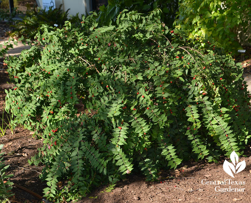 native Barbados cherry sun and shade Central Texas Gardener