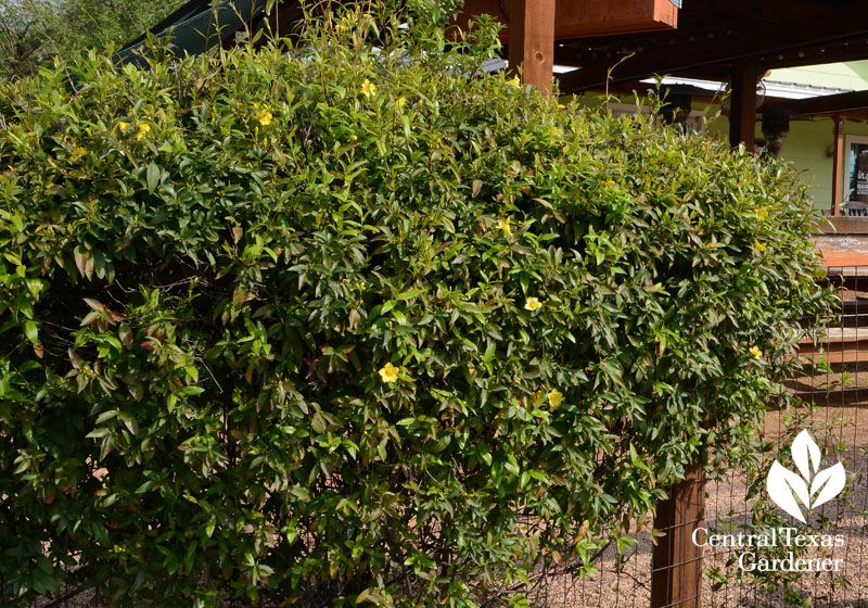 native Carolina jessamine vine Central Texas Gardener