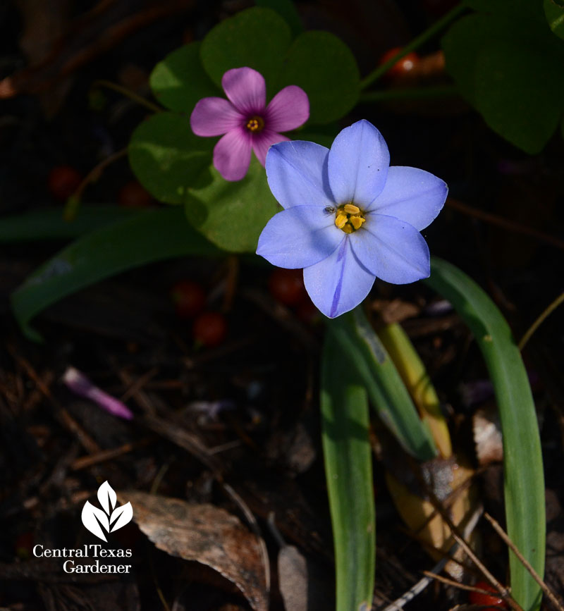 spring starflower  and oxalis Central Texas Gardener