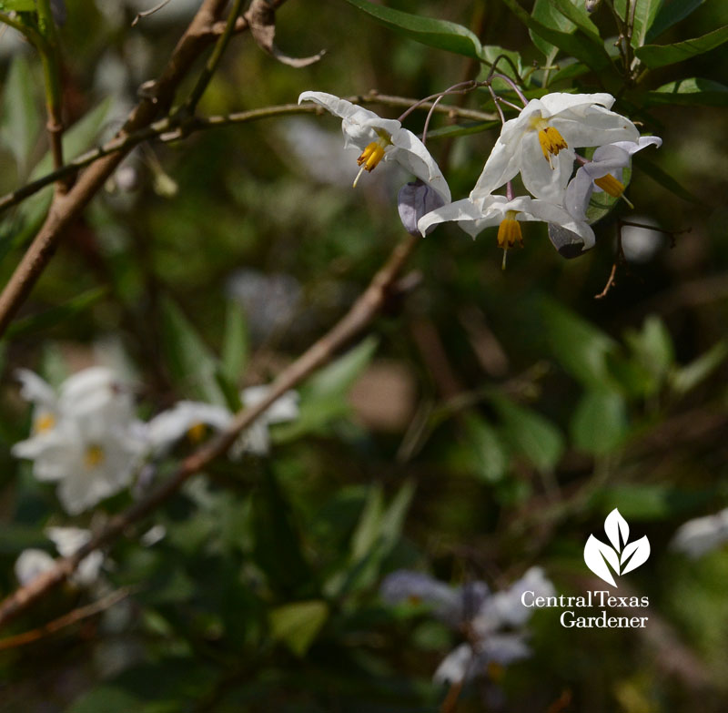 white potato vine Central Texas Gardener