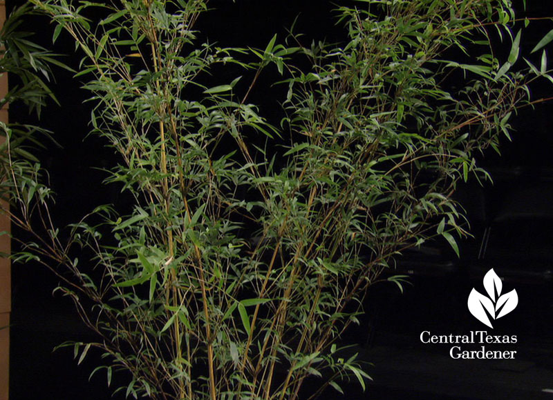 Alphonse Karr bamboo Central Texas Gardener