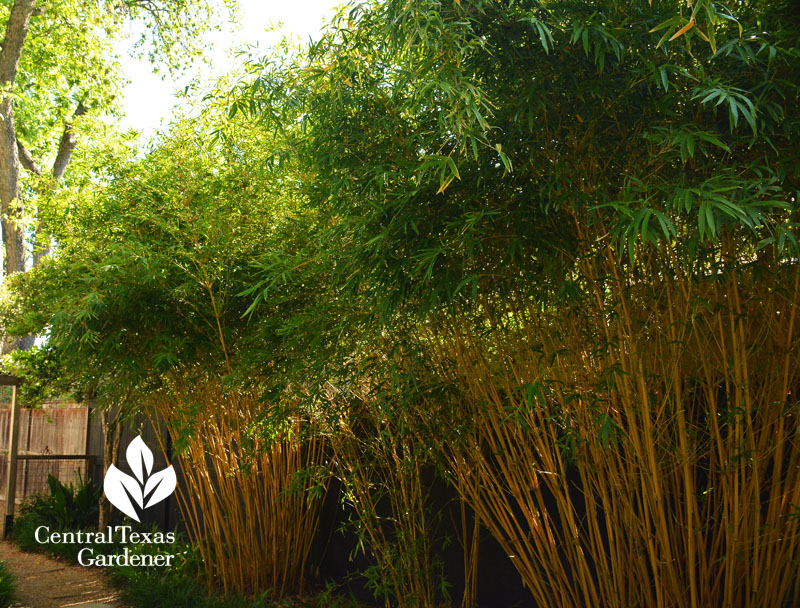 Alphonse Karr bamboo screen fence Central Texas Gardener