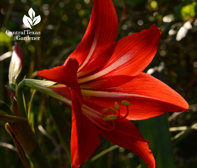 Amaryllis Central Texas Gardener