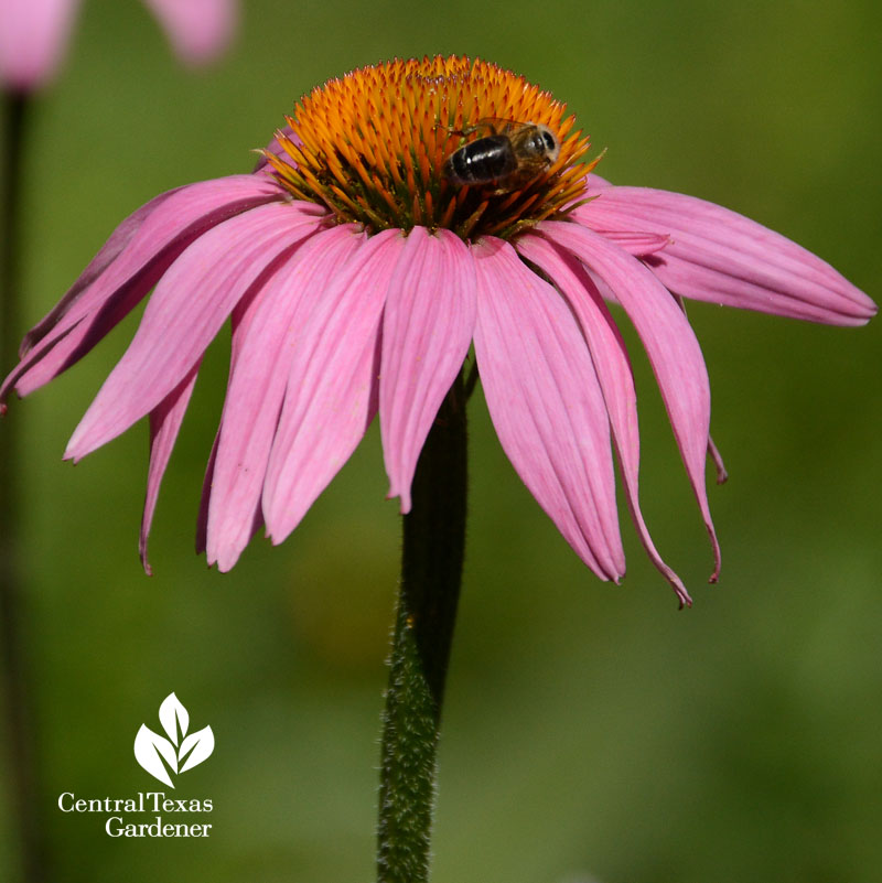 Bee coneflower Central Texas Gardener