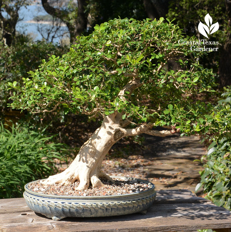 Bonsai boxwood Austin Bonsai Society Central Texas Gardener