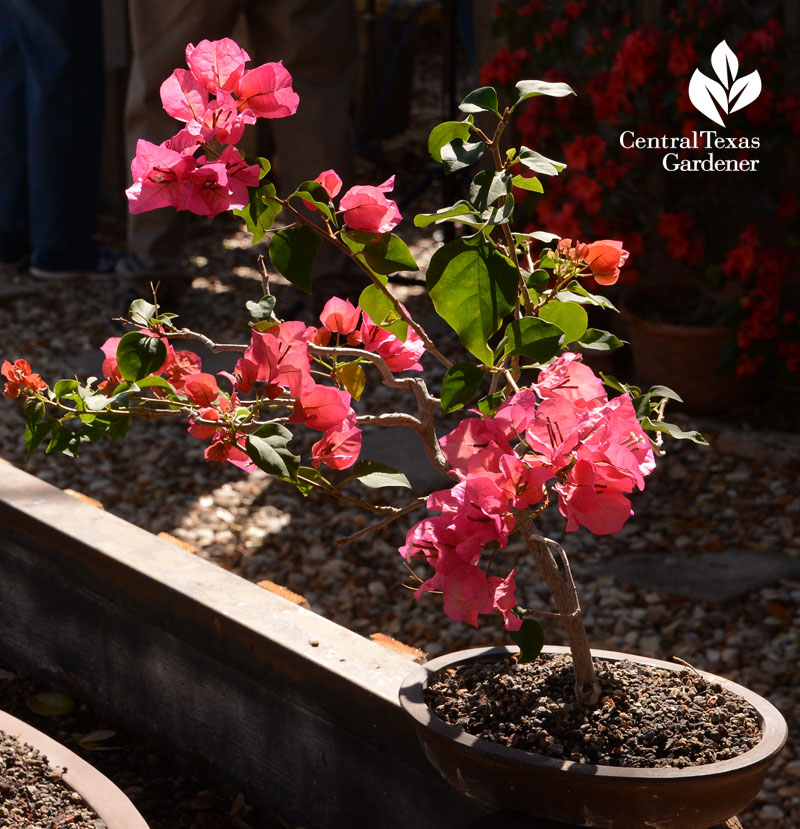 Bougainvillea bonsai Ausitn Bonsai Society Central Texas Gardener