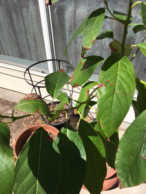 Brown leaves avocado plant Central Texas Gardener