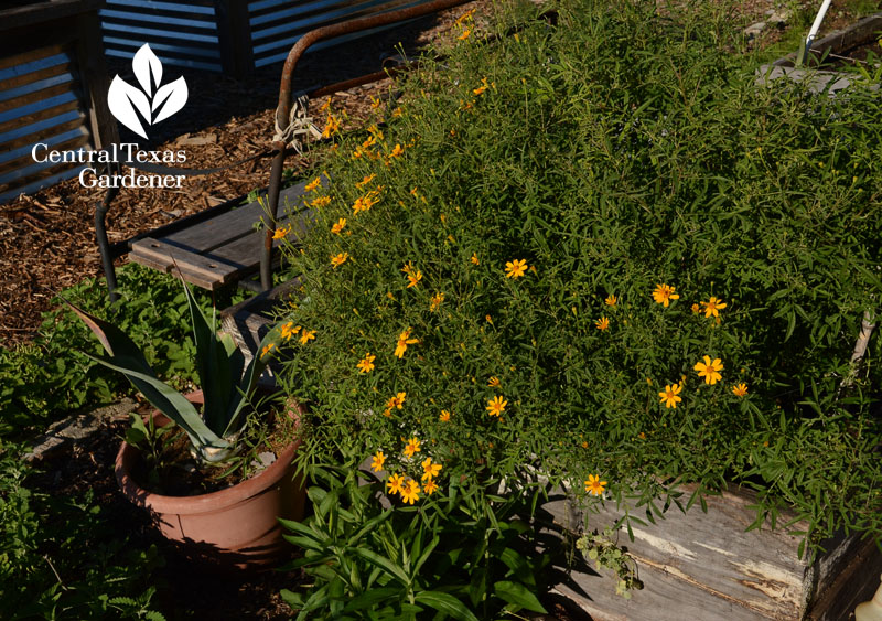 Copper Canyon daisy native plant Central Texas Gardener