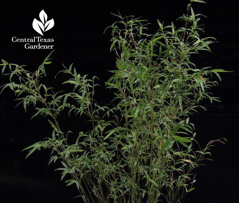 Green Goddess bamboo Central Texas Gardener