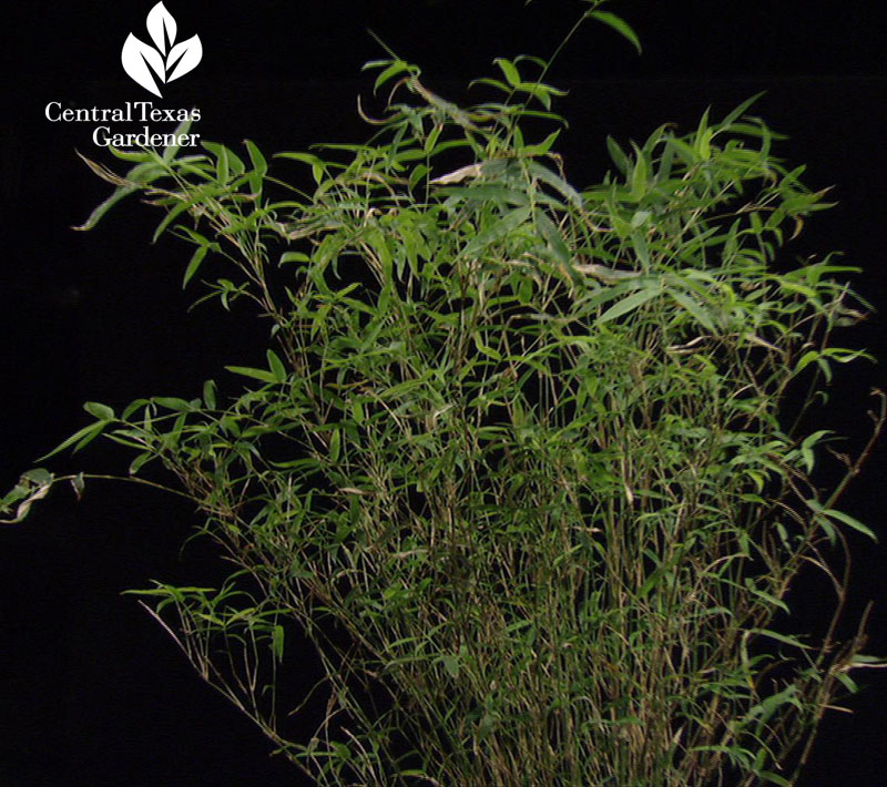 Green Hedge bamboo Central Texas Gardener