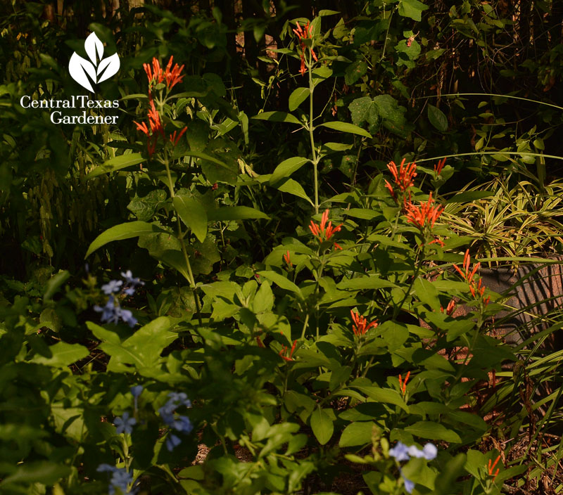 Mexican honeysuckle and blue plumbago part sun Central Texas Gardener