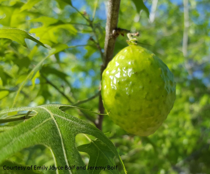 Oak apple wasp gall on red oak Central Texas Gardener