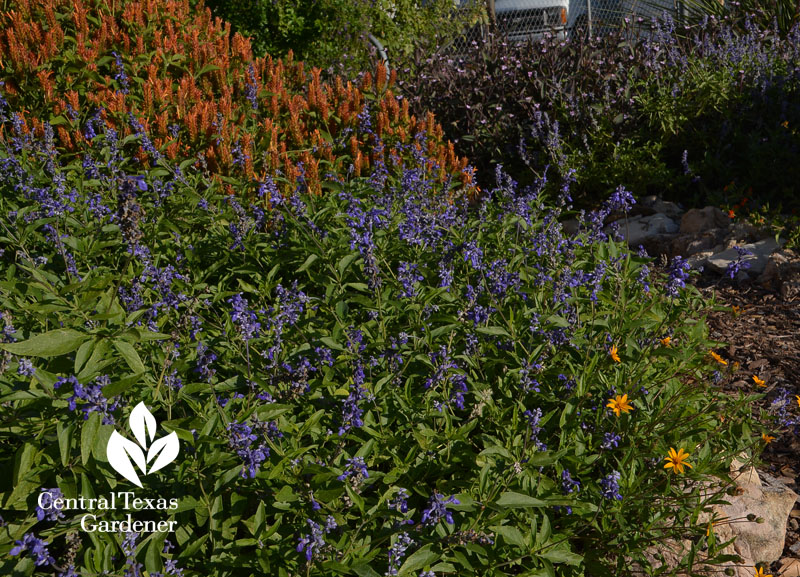 Orange shrimp plant Salvia farinacea and zexmenia Central Texas Gardener