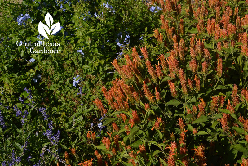 Orange shrimp plant and Salvia farinacea Central Texas Gardener