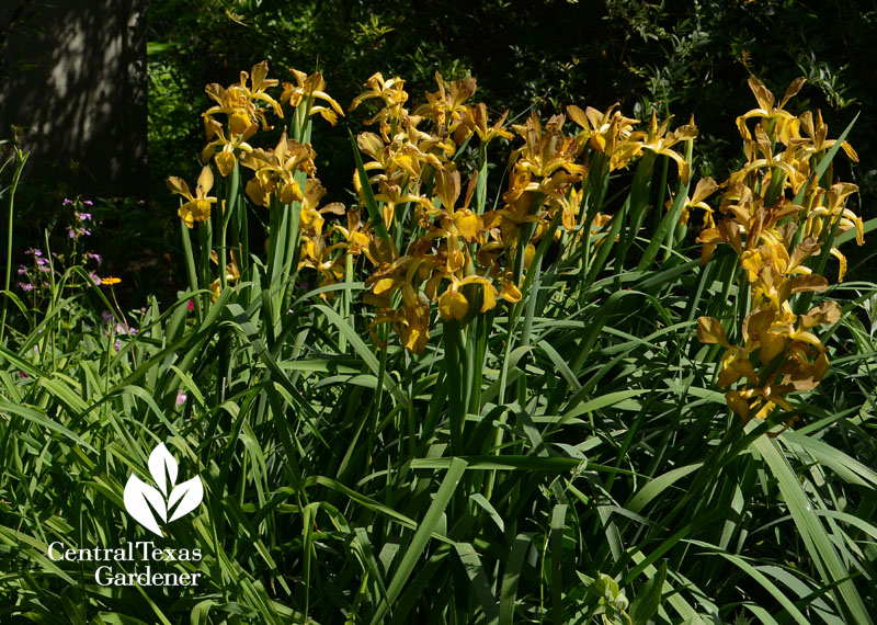 Perennial spuria iris Central Texas Gardener