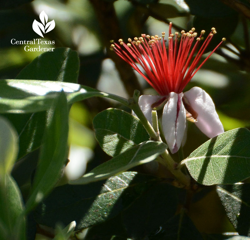 Pineapple guava flower Central Texas Gardener