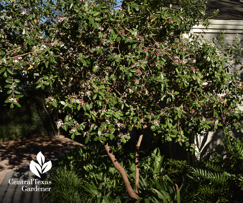 Pineapple guava shrubby tree Central Texas Gardener