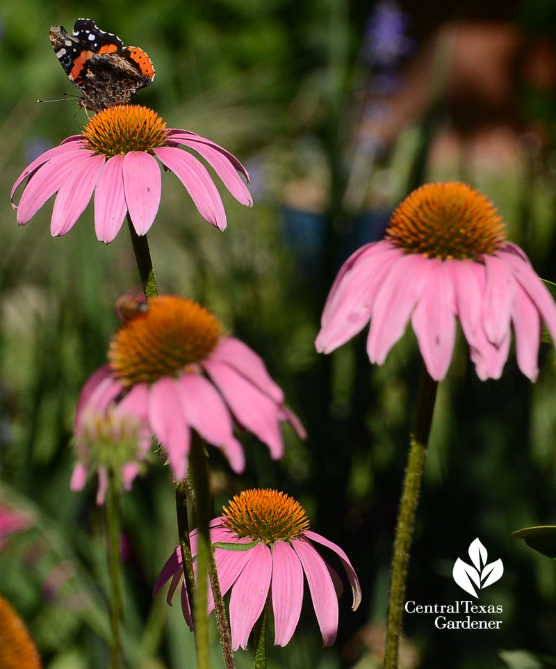 butterfly native plants 