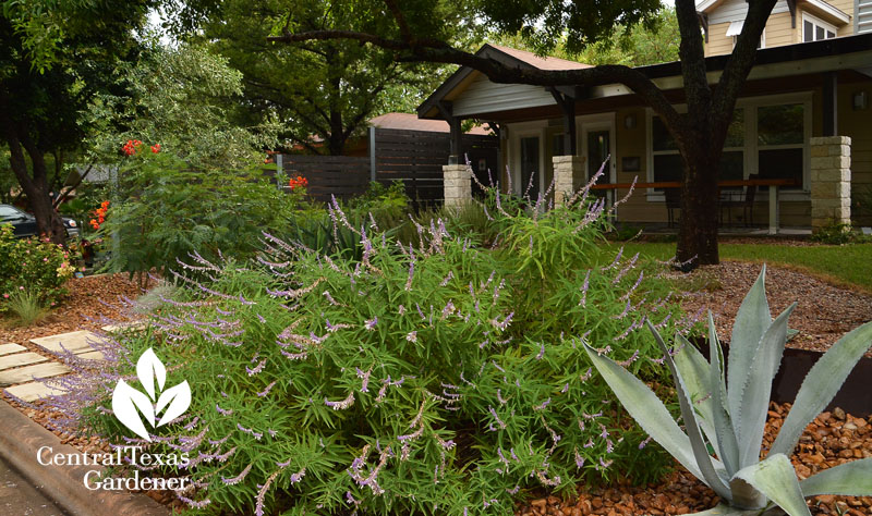 Salvia leucantha agave steel beds reduced lawn Twilley Central Texas Gardener