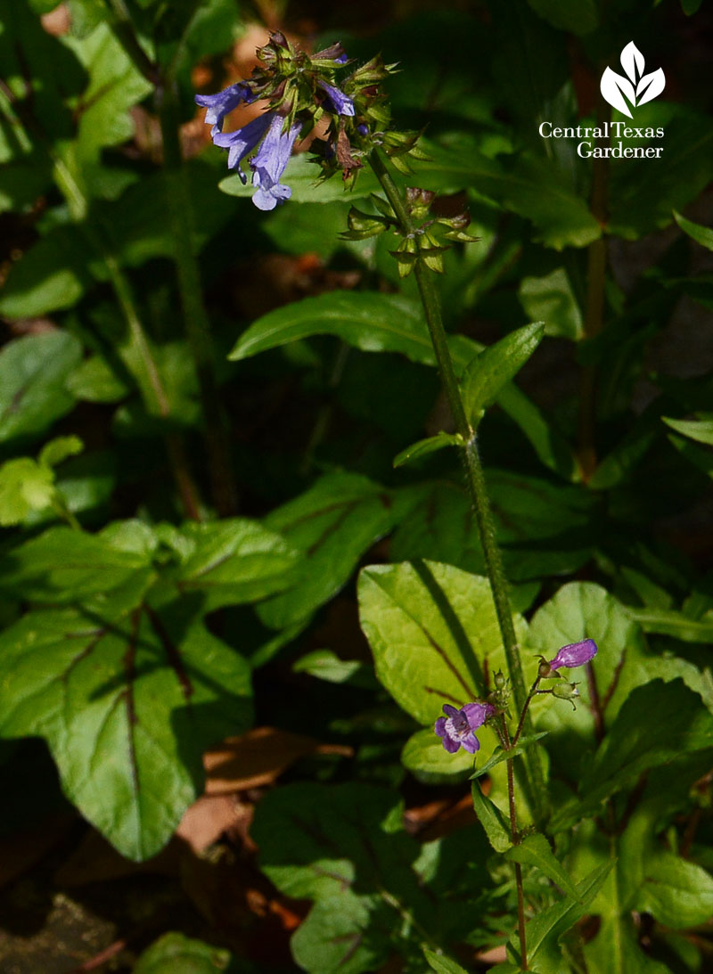 Salvia lyrata Central Texas Gardener